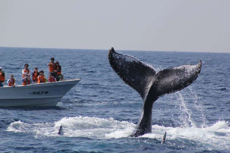 [북부出] 혹등고래 관찰투어 - 고래를 만날확률 98% !